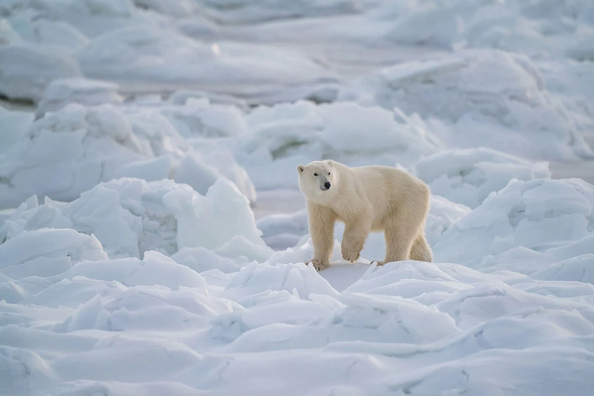 The Polar Bears Of Churchill