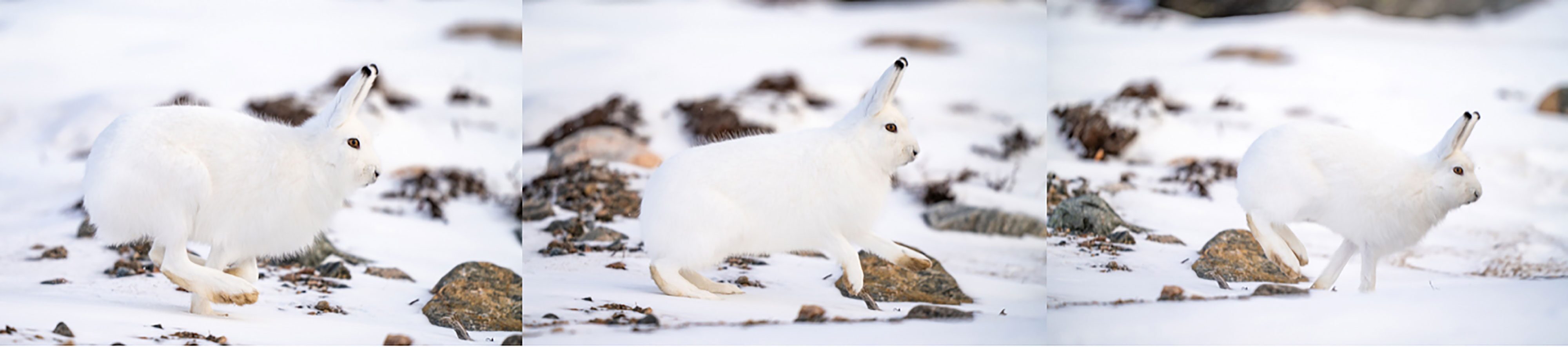 The Polar Bears Of Churchill