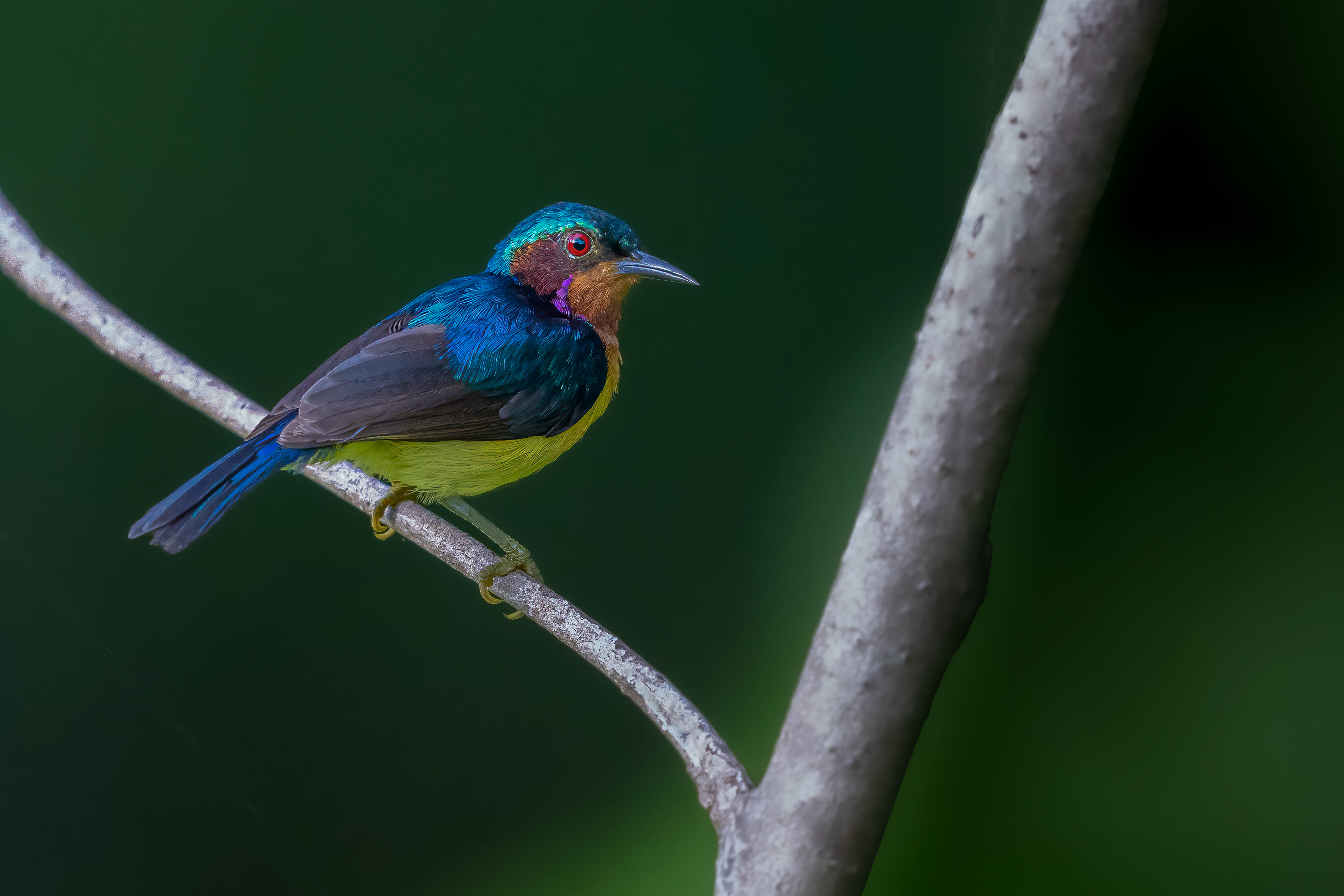 Ruby-cheeked Sunbird - Chalcoparia singalensis